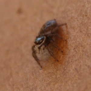 Maratus griseus at Hughes, ACT - 8 Feb 2021