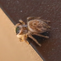 Maratus griseus at Hughes, ACT - 8 Feb 2021