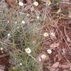 Leucochrysum albicans subsp. tricolor (Hoary Sunray) at The Fair, Watson - 8 Feb 2021 by waltraud