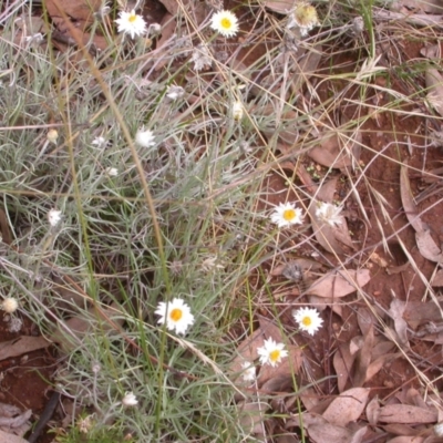 Leucochrysum albicans subsp. tricolor (Hoary Sunray) at Watson, ACT - 8 Feb 2021 by waltraud