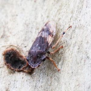 Stenocotis depressa at O'Connor, ACT - 5 Feb 2021