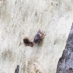 Stenocotis depressa at O'Connor, ACT - 5 Feb 2021