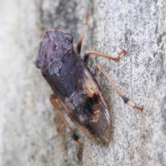 Stenocotis depressa at O'Connor, ACT - 5 Feb 2021