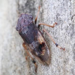 Stenocotis depressa at O'Connor, ACT - 5 Feb 2021 02:52 PM