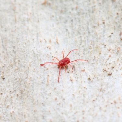 Rainbowia sp. (genus) (A mite) at O'Connor, ACT - 5 Feb 2021 by ConBoekel