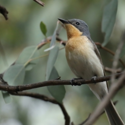 Myiagra rubecula (Leaden Flycatcher) at Ainslie, ACT - 8 Feb 2021 by jb2602