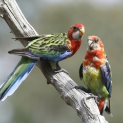 Platycercus eximius (Eastern Rosella) at Ainslie, ACT - 8 Feb 2021 by jb2602