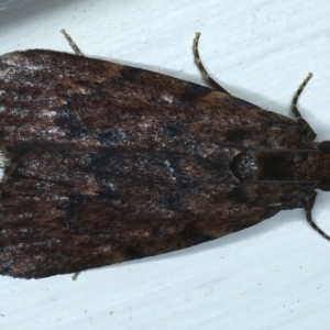 Mimaglossa nauplialis and habitalis at Ainslie, ACT - 5 Feb 2021 10:36 PM