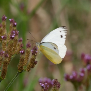 Appias paulina at Tharwa, ACT - 8 Feb 2021 04:31 PM