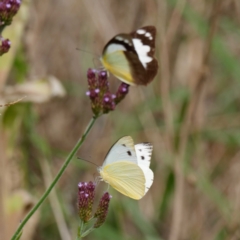 Appias paulina at Tharwa, ACT - 8 Feb 2021