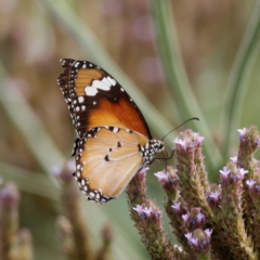 Danaus petilia (Lesser wanderer) at Tharwa, ACT - 8 Feb 2021 by DPRees125