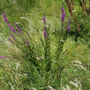 Lythrum salicaria at Rendezvous Creek, ACT - 16 Jan 2021