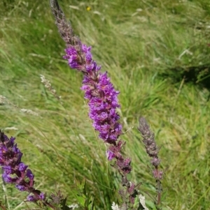 Lythrum salicaria at Rendezvous Creek, ACT - 16 Jan 2021