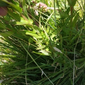 Lythrum salicaria at Rendezvous Creek, ACT - 16 Jan 2021