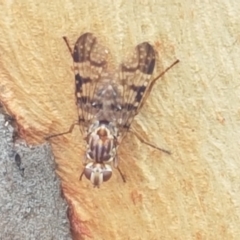 Pyrgotidae sp. (family) (A pyrgotid fly) at Kaleen, ACT - 8 Feb 2021 by tpreston