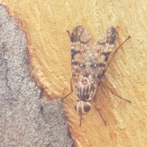 Pyrgotidae sp. (family) at Kaleen, ACT - 9 Feb 2021 10:29 AM