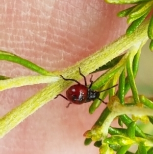 Cermatulus nasalis at Kaleen, ACT - 9 Feb 2021