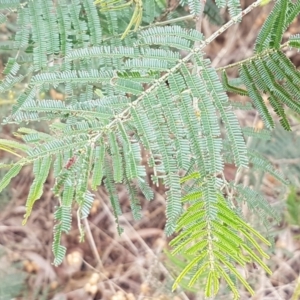 Acacia mearnsii at Kaleen, ACT - 9 Feb 2021