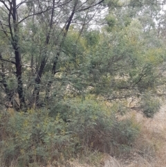 Acacia mearnsii at Kaleen, ACT - 9 Feb 2021