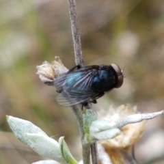 Unidentified True fly (Diptera) at Kaleen, ACT - 8 Feb 2021 by trevorpreston