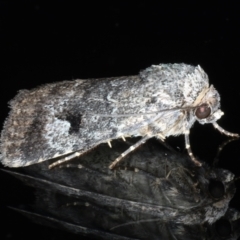 Thoracolopha flexirena (Zoned Noctuid) at Ainslie, ACT - 4 Feb 2021 by jbromilow50