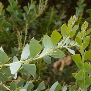 Acacia cultriformis at Kaleen, ACT - 9 Feb 2021