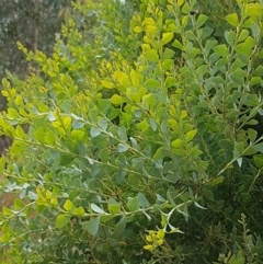 Acacia cultriformis at Kaleen, ACT - 9 Feb 2021 10:40 AM