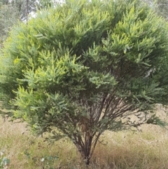 Acacia cultriformis at Kaleen, ACT - 9 Feb 2021 10:40 AM