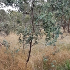 Acacia dealbata at Kaleen, ACT - 9 Feb 2021