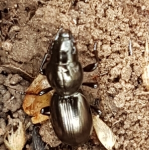 Promecoderus sp. (genus) at Kaleen, ACT - 9 Feb 2021