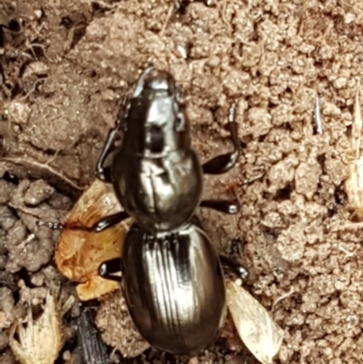 Promecoderus sp. (genus) (Predaceous ground beetle) at Kaleen, ACT - 9 Feb 2021 by trevorpreston