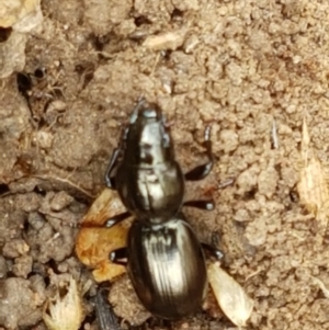 Promecoderus sp. (genus) at Kaleen, ACT - 9 Feb 2021