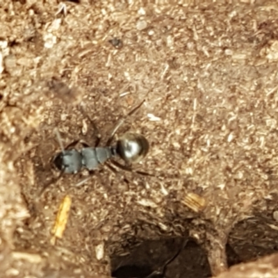 Polyrhachis sp. (genus) (A spiny ant) at Gungaderra Grasslands - 9 Feb 2021 by trevorpreston