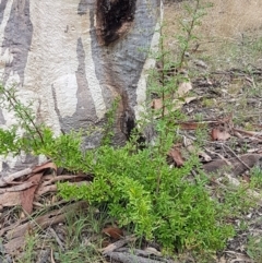 Pyracantha crenulata at Kaleen, ACT - 9 Feb 2021 10:52 AM