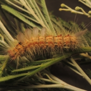 Orgyia anartoides at Paddys River, ACT - 2 Feb 2021