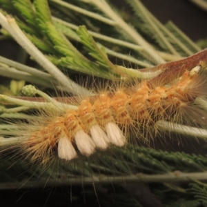 Orgyia anartoides at Paddys River, ACT - 2 Feb 2021