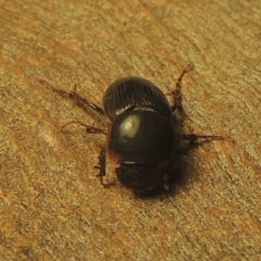 Acrossidius tasmaniae (Black-headed pasture cockchafer) at Conder, ACT - 5 Feb 2021 by michaelb