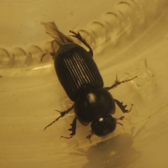 Acrossidius tasmaniae at Conder, ACT - 6 Feb 2021 01:47 AM