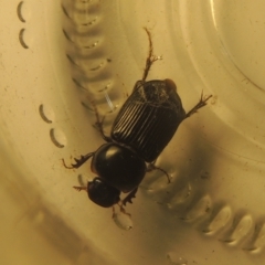 Acrossidius tasmaniae at Conder, ACT - 6 Feb 2021 01:47 AM