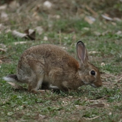 Oryctolagus cuniculus (European Rabbit) at Ainslie, ACT - 4 Feb 2021 by jb2602