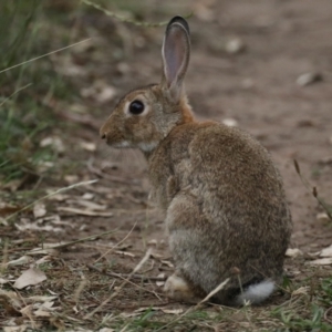 Oryctolagus cuniculus at Ainslie, ACT - 4 Feb 2021