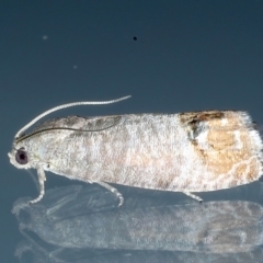 Cydia pomonella (Codling Moth) at Ainslie, ACT - 4 Feb 2021 by jb2602