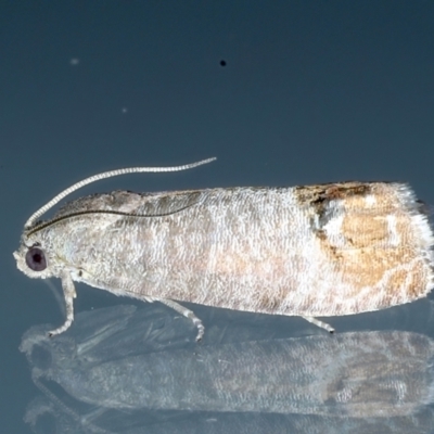 Cydia pomonella (Codling Moth) at Ainslie, ACT - 4 Feb 2021 by jbromilow50