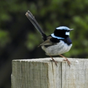 Malurus cyaneus at Aranda, ACT - 9 Feb 2021