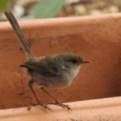 Malurus cyaneus at Aranda, ACT - 9 Feb 2021