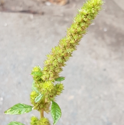 Amaranthus retroflexus (Redroot Amaranth) at Lyneham, ACT - 9 Feb 2021 by tpreston