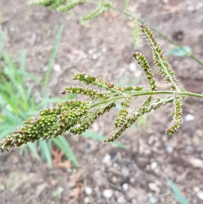 Echinochloa crus-galli (Barnyard Grass) at Lyneham, ACT - 9 Feb 2021 by tpreston