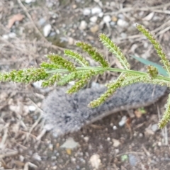 Echinochloa crus-galli at Lyneham, ACT - 9 Feb 2021