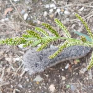 Echinochloa crus-galli at Lyneham, ACT - 9 Feb 2021