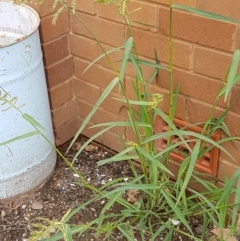 Echinochloa crus-galli at Lyneham, ACT - 9 Feb 2021